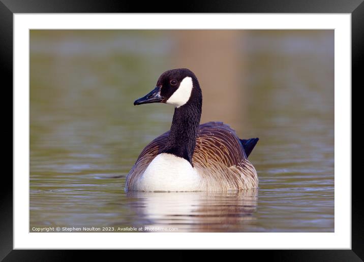 Canada Goose Framed Mounted Print by Stephen Noulton