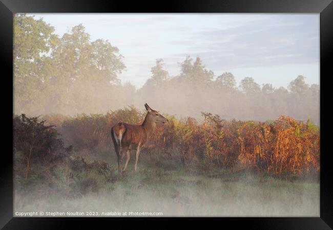 Doe Sun Ray and Me Framed Print by Stephen Noulton