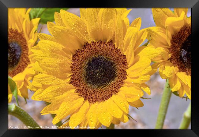 Sunflower  Framed Print by Stephen Noulton