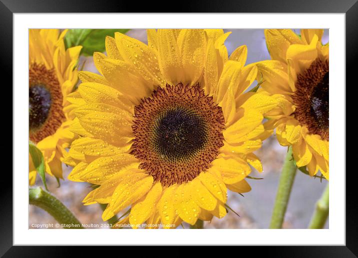 Sunflower  Framed Mounted Print by Stephen Noulton