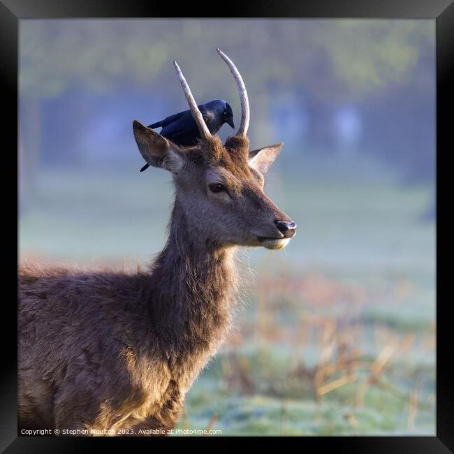A little bird told me... The Red Deer and Jackdaw Framed Print by Stephen Noulton