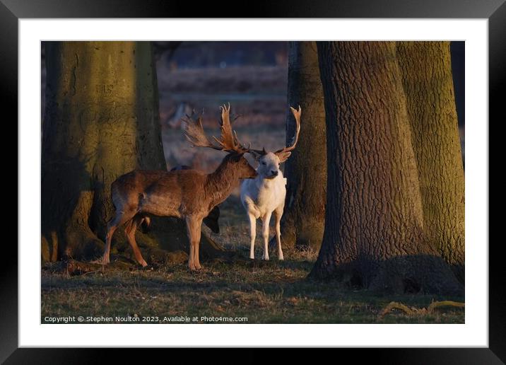 Leucistic Fallow Deer stag  Framed Mounted Print by Stephen Noulton