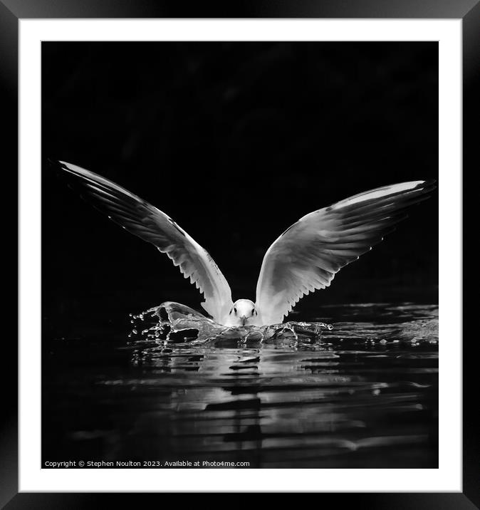 Black-headed Gull Splashdown Framed Mounted Print by Stephen Noulton