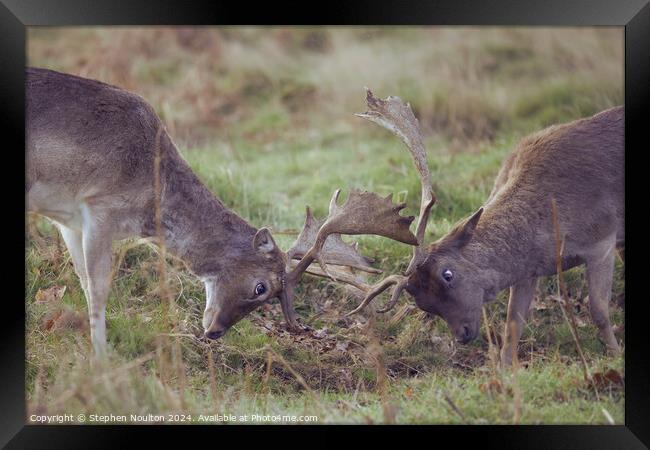 Fallow Deer in Mock Battle Framed Print by Stephen Noulton