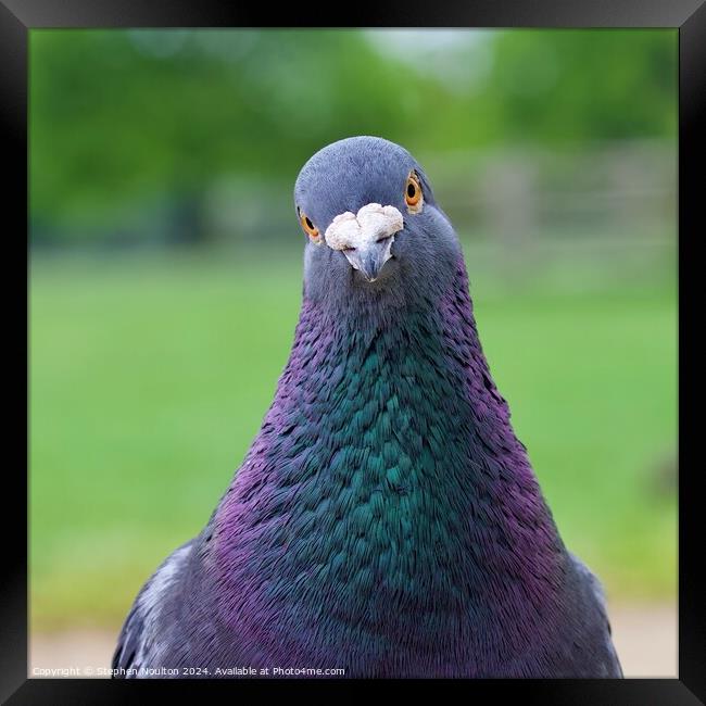 Pigeon the Photo Crasher Framed Print by Stephen Noulton