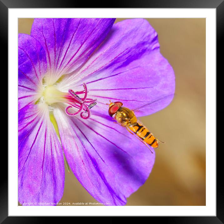Hoverfly and the Geranium Framed Mounted Print by Stephen Noulton