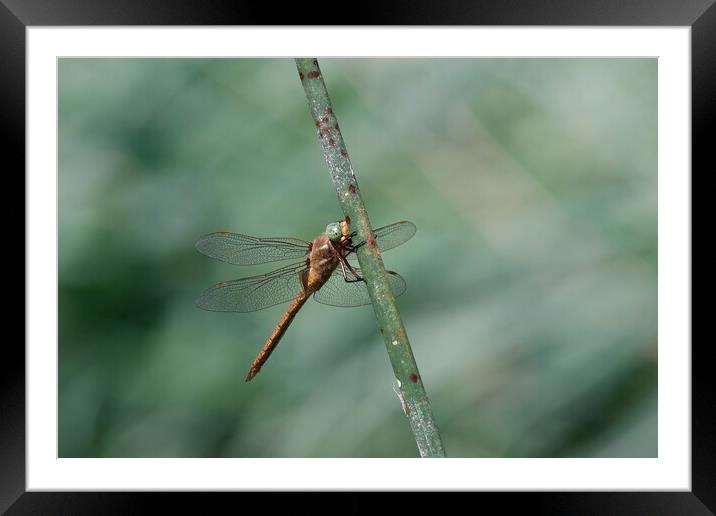 Green Hawker Dragonfly Framed Mounted Print by Stephen Noulton