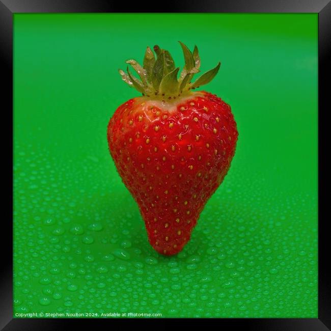 Single Strawberry on Green Background Framed Print by Stephen Noulton