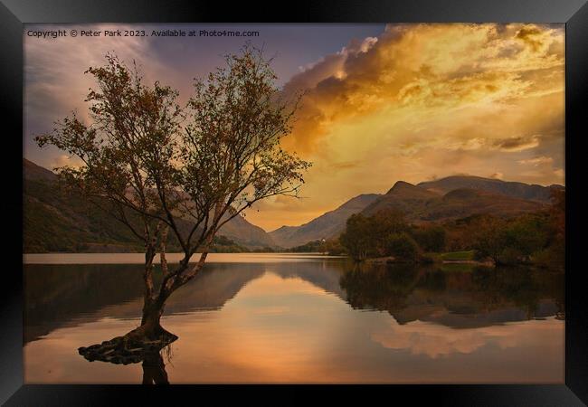 Lone tree Framed Print by Peter Park