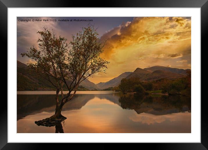 Lone tree Framed Mounted Print by Peter Park