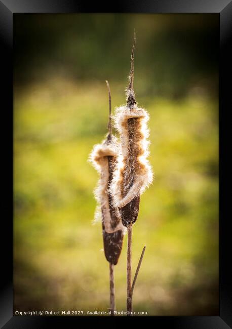 Bulrush Framed Print by Robert Hall