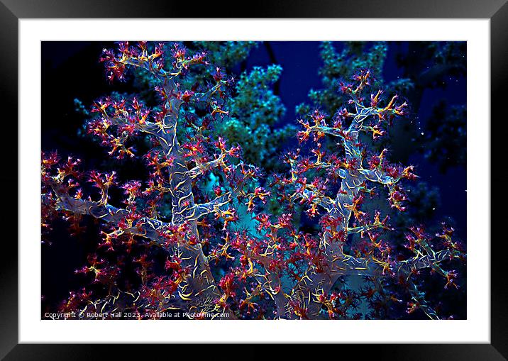 Carnation Coral Framed Mounted Print by Robert Hall