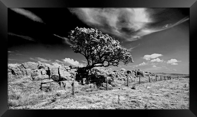 Hawthorn tree Framed Print by Peter Hatton