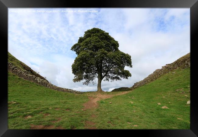 Sycamore Gap Framed Print by James Bembridge