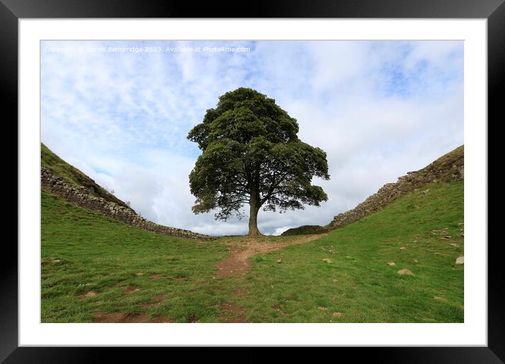 Sycamore Gap Framed Mounted Print by James Bembridge