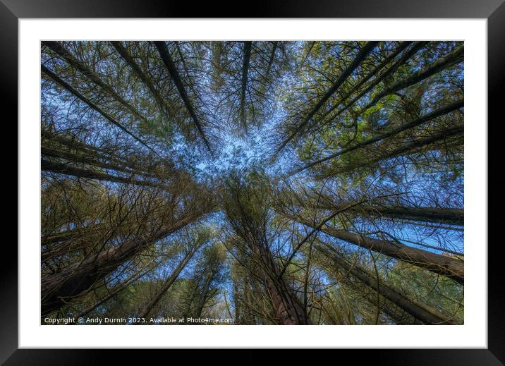 Reaching Pine Trees Framed Mounted Print by Andy Durnin