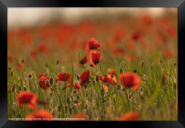 Poppies at Polly Joke Framed Print by Andy Durnin