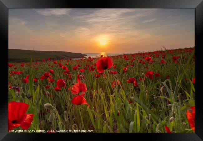 Poppies at Sunset Framed Print by Andy Durnin