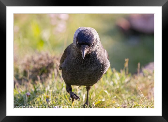 Jackdaw with Attitude Framed Mounted Print by Andy Durnin