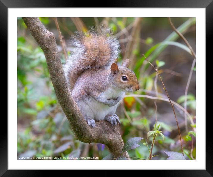 Grey Squirrel Framed Mounted Print by Andy Durnin