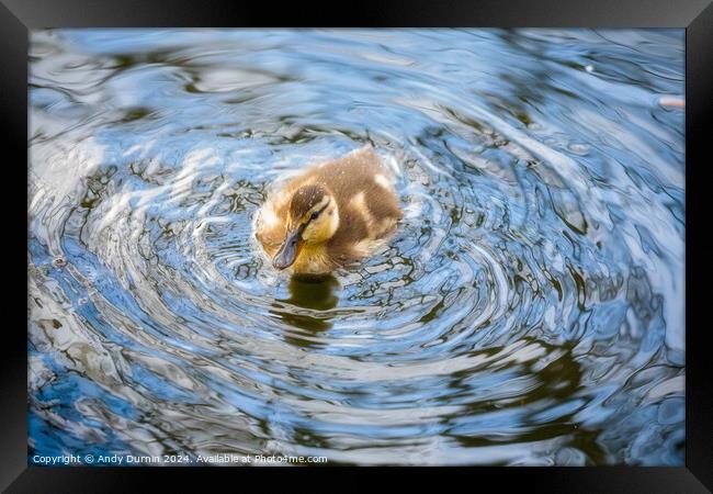 Cute Duckling Framed Print by Andy Durnin