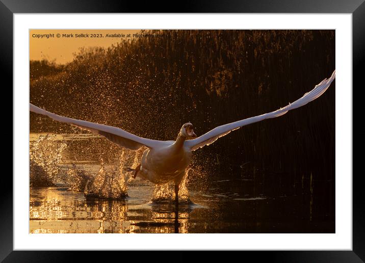 sunset swan take off Framed Mounted Print by Mark Sellick