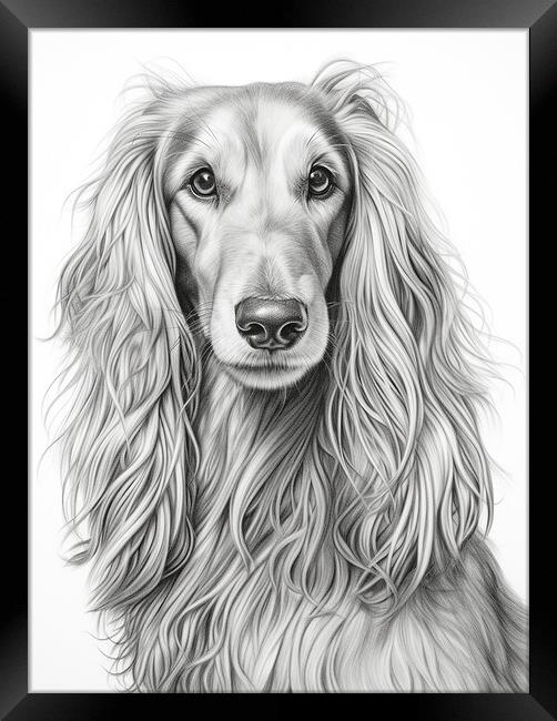 Afghan Hound Pencil Drawing Framed Print by K9 Art