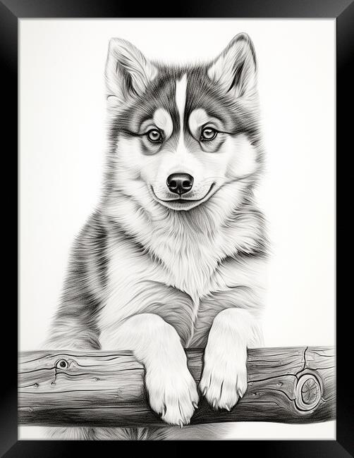 Alaskan Klee Kai Pencil Drawing Framed Print by K9 Art