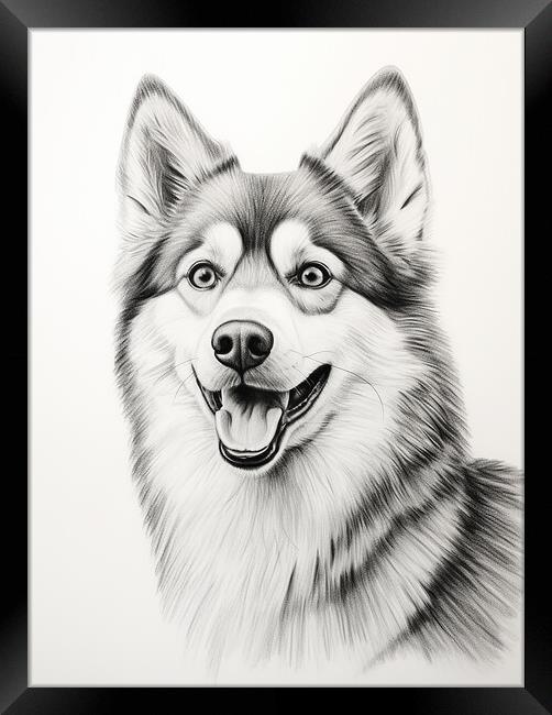 Alaskan Klee Kai Pencil Drawing Framed Print by K9 Art