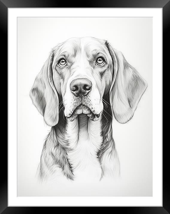 American English Coonhound Pencil Drawing Framed Mounted Print by K9 Art