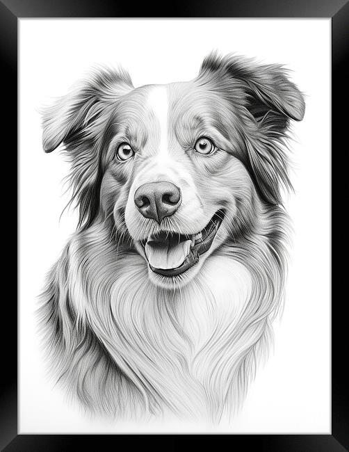 Australian Shepherd Dog Pencil Drawing Framed Print by K9 Art