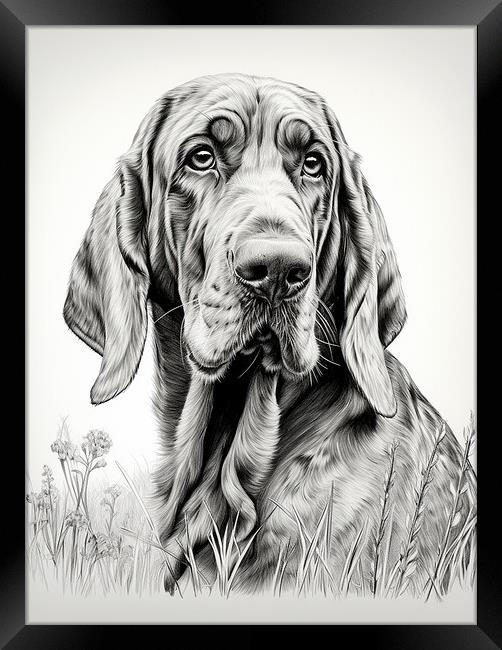 Bloodhound Pencil Drawing Framed Print by K9 Art