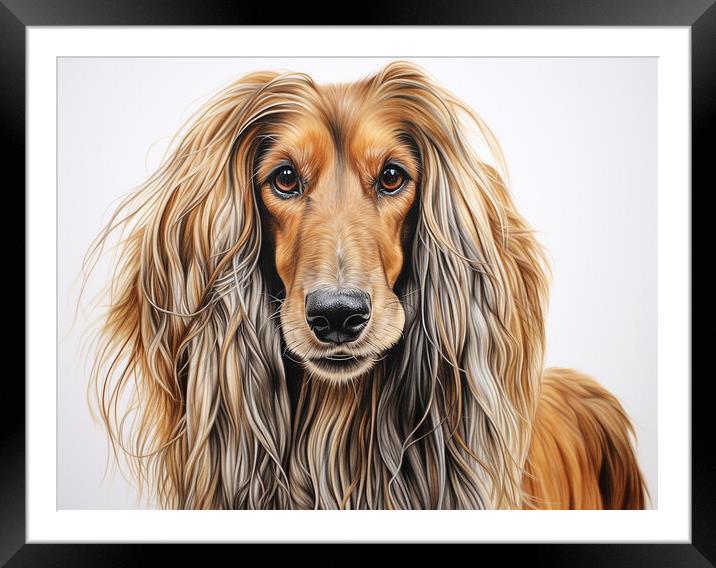 Afghan Hound Pencil Drawing Framed Mounted Print by K9 Art