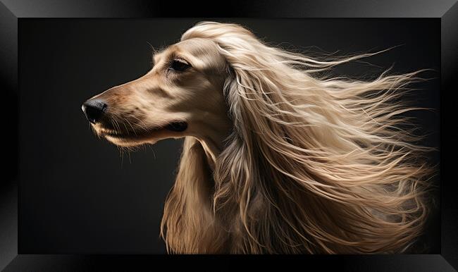 Afghan Hound Framed Print by K9 Art