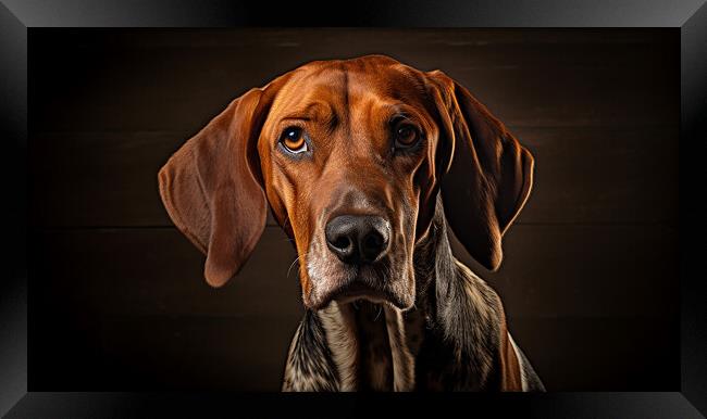 American English Coonhound Framed Print by K9 Art