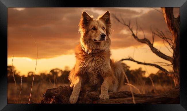 Australian Stumpy Tail Dog Framed Print by K9 Art