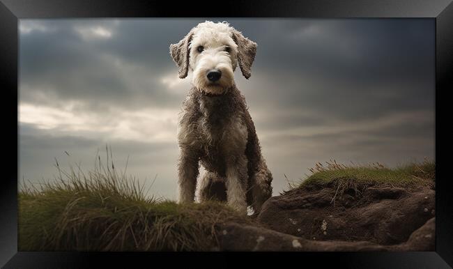 Bedlington Terrier Framed Print by K9 Art