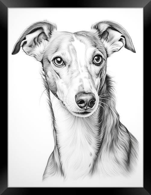 Greyhound Pencil Drawing Framed Print by K9 Art