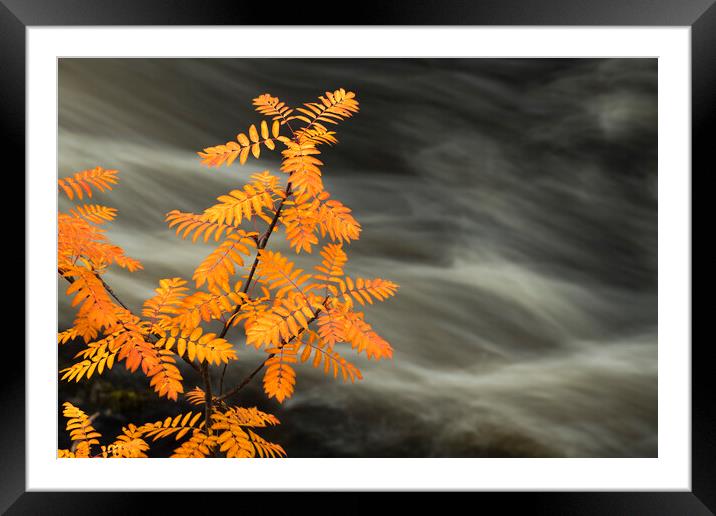 Rowan and stream Framed Mounted Print by Robert Canis