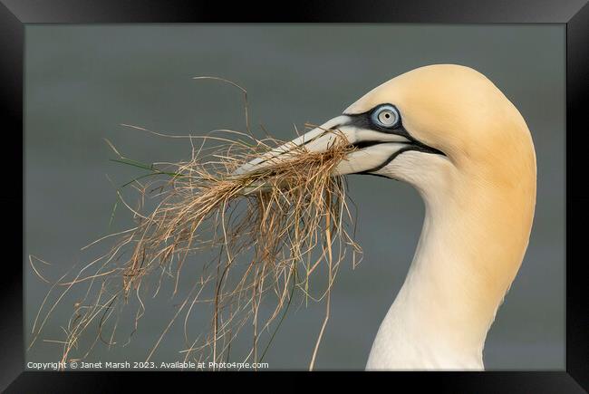 Gathering Gannet Framed Print by Janet Marsh  Photography