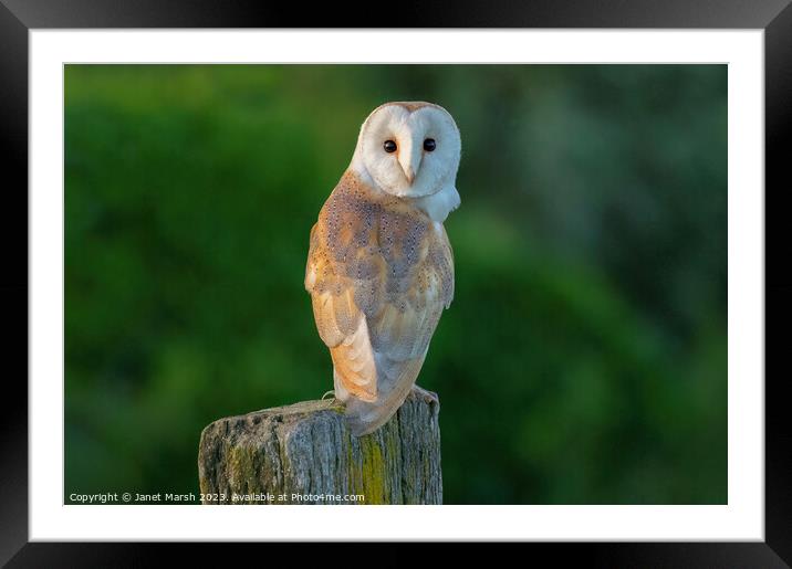Perched Barn Owl Framed Mounted Print by Janet Marsh  Photography