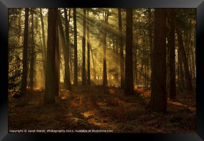 Forest Rays Framed Print by Janet Marsh  Photography