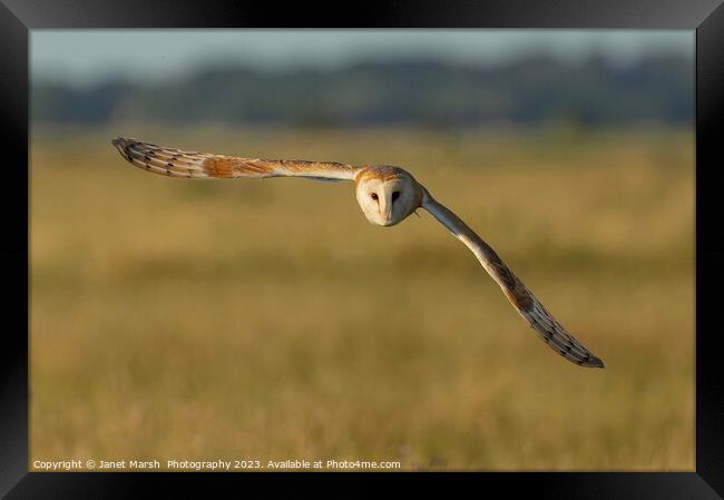 Barn Owl Fly By  Framed Print by Janet Marsh  Photography