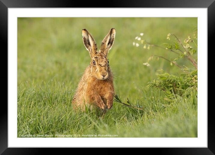 Happy Hare Framed Mounted Print by Janet Marsh  Photography