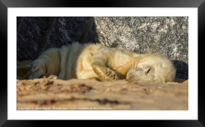Sleeping Seal Pup  Framed Mounted Print by Janet Marsh  Photography