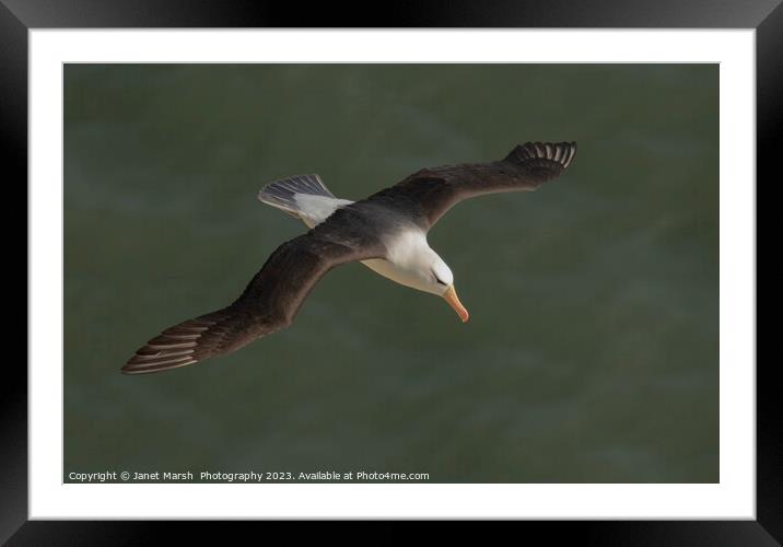 Lost - Black Bowed Albatross Bempton cliffs North  Framed Mounted Print by Janet Marsh  Photography