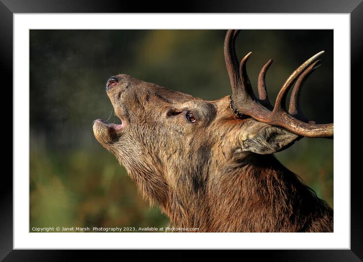 Red Deer Stag Portrait  Framed Mounted Print by Janet Marsh  Photography