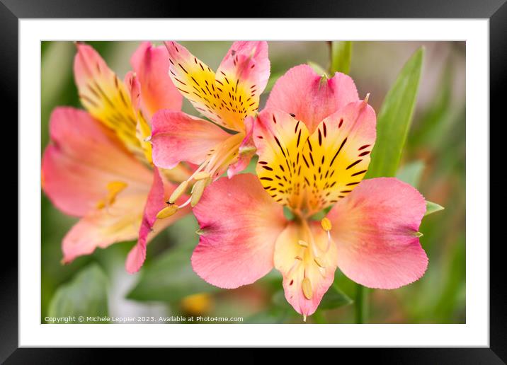 Peruvian Lily Flower Framed Mounted Print by Michele Leppier
