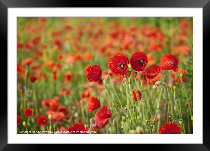 Poppies opening in the sun Framed Mounted Print by Alan Payton