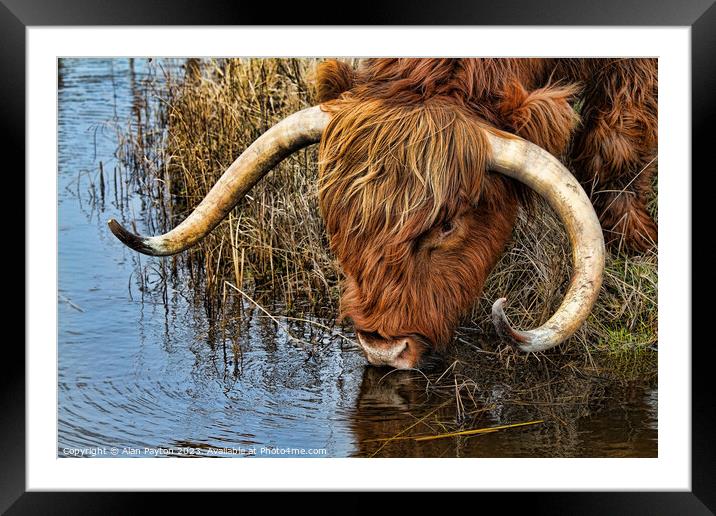 Thirsty Highland Cow Framed Mounted Print by Alan Payton